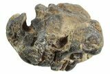 Rare Dinosaur (Hypsilophodon) Bone Assemblage w/ Vertebrae #352103-1